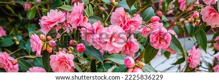 Pink Camellia japonica "Spring Festival" flowers.  Banner. Camellia bloom on Bush in the garden,  close up. Banner. Royalty-Free Stock Photo #2225836229