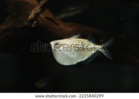 Spotted Hatchetfish (Gasteropelecus maculatus) from Amazon river Royalty-Free Stock Photo #2225840299