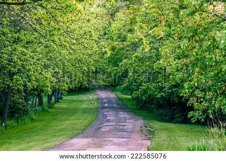 Nature path in the woods