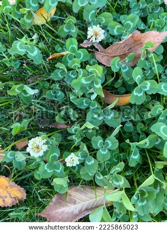 White clover, Trifolium repens, perennial lowgrowing herb with trifoliate leaves with white watermark at leaflet base and white flower heads on long peduncles, often common in wastelands