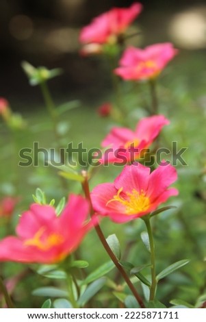 Blurred, de focused of Moss-rose purslane flowers, green leaves in the garden