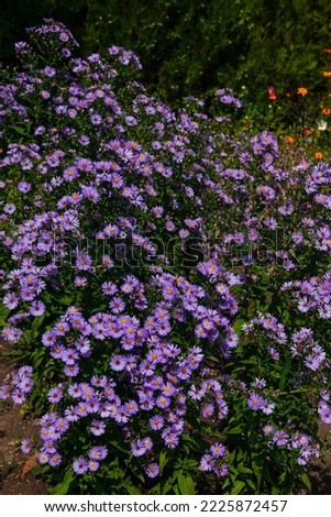 Violet small Asters blooming in the garden