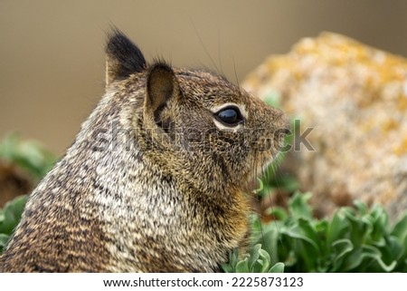 Close up picture of a cute California ground squirrel at 17 Mile Drive