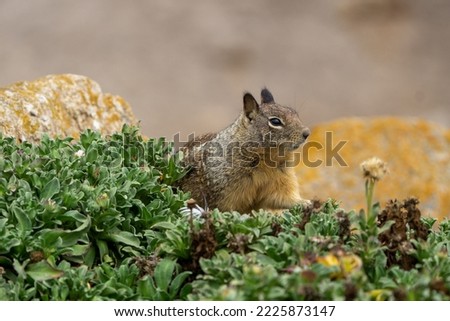 Close up picture of a cute California ground squirrel at 17 Mile Drive