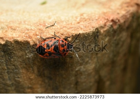 The picture shows a close-up of the hand of a red soldier beetle that crawls along a stump.