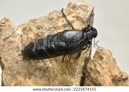 In the picture, the T-shirt is black, a poisonous beetle. The beetle sits on a tree.
