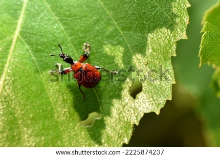 In the picture, a red firefighter beetle sits on a green leaf.