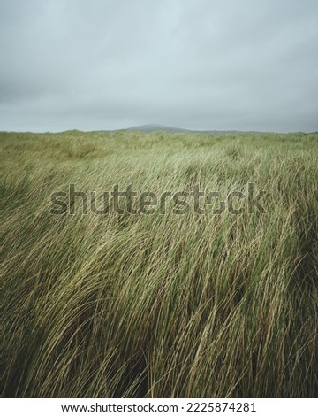 Beach grass with a moody sky                           