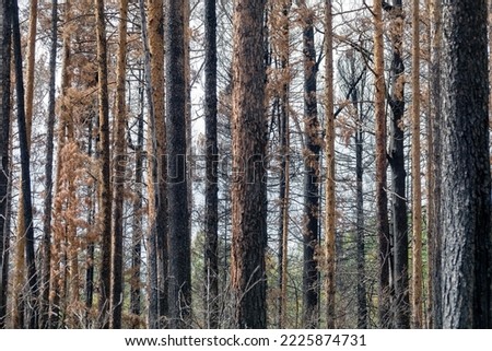 Fire-damaged forest boreal forests. Burnt boreal forests. Wildfire low fire in a mixed forest with a predominance of pine Royalty-Free Stock Photo #2225874731