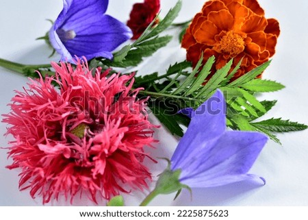 Texture pattern consisting of flowers, red poppy, cornflowers and velvet. Greeting card for the holiday.
