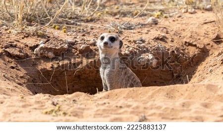 Meerkat at its burrow entrance