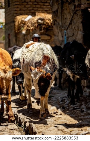 Cows walking through the streets of the village