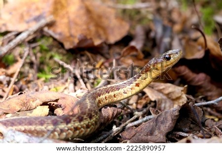 A small garter snake along the autumn forest floor with fallen leaves. The snake is looking around inquisitively, it’s colouring and patterns making it blend in with its environment Royalty-Free Stock Photo #2225890957