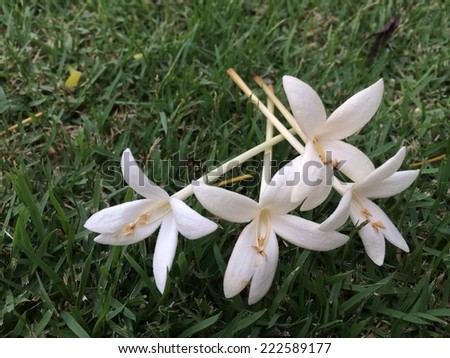 White flower on green grass