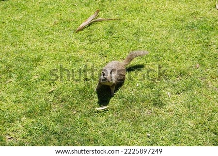 cute brown squirrel is looking into the camera waiting for food on the green lawn next to Santa Monica Beach in Los Angeles, California on a sunny summer day