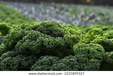 Vibrant green vegetable field, Fresh crops growing in rows. leafy summer vegetables pictured outdoors. Organic agriculture farm supplying UK supermarket businesses. copy space, editorial background. 