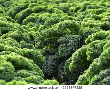 Vibrant green vegetable field, Fresh crops growing in rows. leafy summer vegetables pictured outdoors. Organic agriculture farm supplying UK supermarket businesses. copy space, editorial background. 