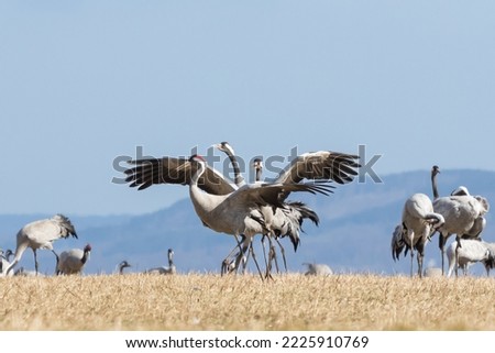 A flock of wild crane birds at lake hornborga Sweden at spring