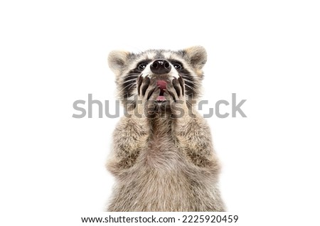 Portrait of funny surprised raccoon isolated on white background