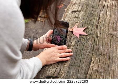 Female hands take a picture on the phone of a fallen autumn red-yellow maple leaf lying on an old wooden table
