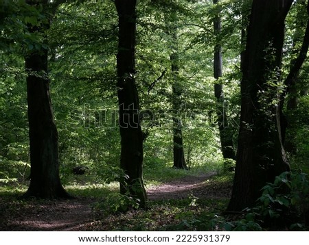 forest interior, dark silhouettes of trunks, green leaves, summer time