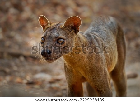 Fossa - Cryptoprocta ferox long-tailed mammal endemic to Madagascar, family Eupleridae, related to the Malagasy civet, the largest mammalian carnivore and top or apex predator on Madagascar. Portrait. Royalty-Free Stock Photo #2225938189