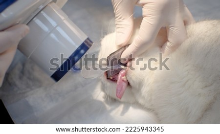 The cat is given an x-ray of the teeth under general anesthesia. Using a portable x-ray machine, an animal can take a picture of the root of the tooth. The concept of dentistry in cats.