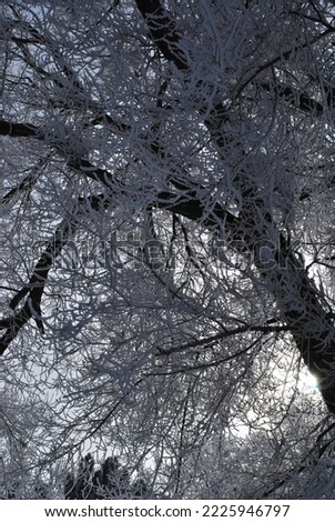 Vertical close-up, frost-covered tree on a beautiful hoarfrost day.