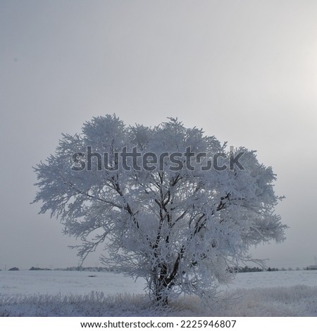 Square, frost-covered tree in field on a beautiful hoarfrost day; surreal glowing sky in background.