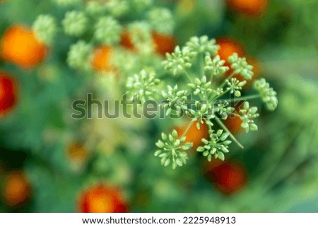 Blooming parsley inflorescence on a blurred background, close-up. Composition from parsley plant for publication, poster, calendar, post, screensaver, banner, cover, website. High quality photo