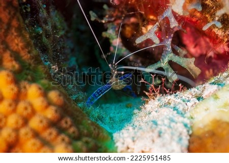 A picture of a beautiful and transparent Pederson Cleaner Shrimp