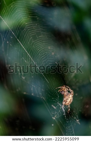 spider with its prey on its web against a blurred background

