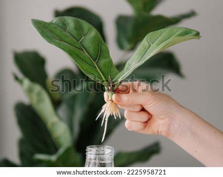 Propagating Fiddle Leaf Fig. Female hand hold rooted cutting of ficus lyrata with roots and glass bottle with water. How to propagate fiddle leaf fig tree, urban gardening concept. Royalty-Free Stock Photo #2225958721