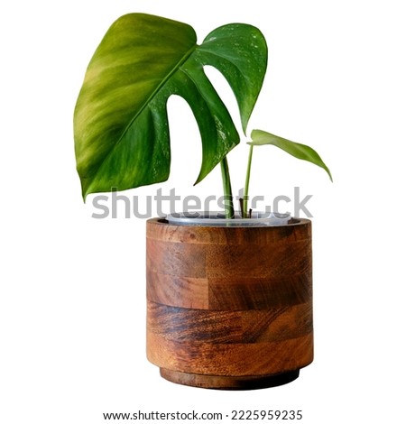 Yellow leaf on a sick houseplant Monstera albo, white background. A drying house plant in a flower pot, isolated