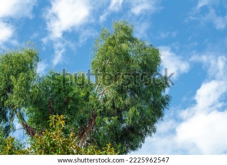 crown of eucalyptus tree against blue sky. Eucalyptus (Latin Eucalyptus) is an extensive genus of evergreen woody plants (trees and shrubs) of Myrtle family (Myrtaceae). Botany. Royalty-Free Stock Photo #2225962547