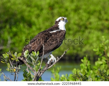 Osprey in the Merritt Island National Wildlife Refuge, Florida