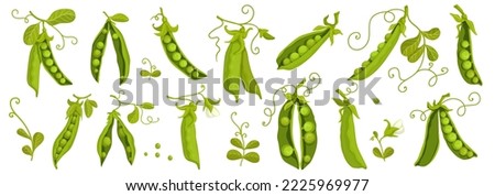 Big set of pods of ripe green peas. Vector graphics. Royalty-Free Stock Photo #2225969977