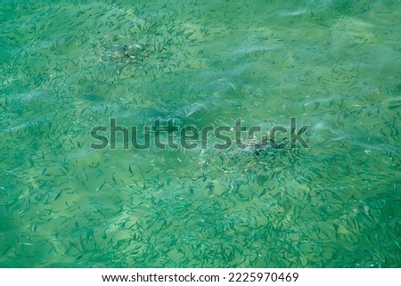 Blurry fish in tropical water as an abstract background.
