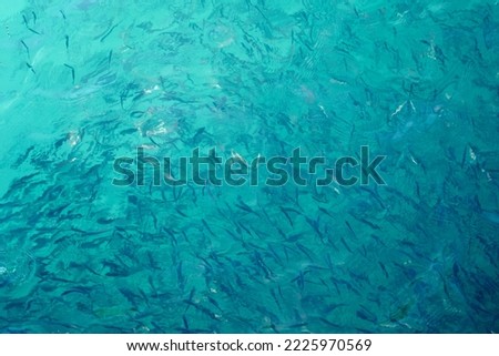 Blurry fish in tropical water as an abstract background.