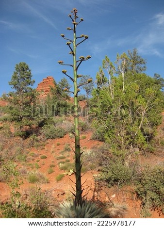 Tall Century Plant Growing in Red Rock Landscape Sedona Arizona 