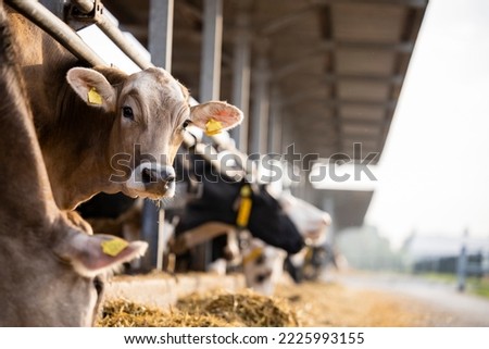 Curious cow looking to the camera at cattle farm. Royalty-Free Stock Photo #2225993155