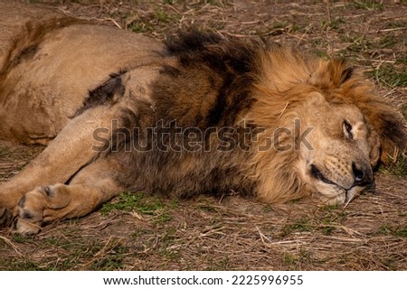 Sleeping lion, in the zoo park. Green background of savannah