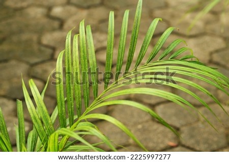 Palm leaves is a common name of perennial lianas, shrubs, and trees. They are the only members of the family Arecaceae. Selective focus