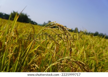 Closeup of yellow paddy rice field with golden sun rising in autumn. Royalty high-quality free stock image of beautiful close up of organic rice fields or paddy field prepare the harvest