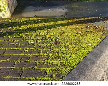 Mold, mildew, and moss growing on an old roof. The shingles have growth coming from all seams of the shingles. This suburban home is in need of a roof replacement. Royalty-Free Stock Photo #2226002285