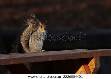 isolated squirrel on a picnic table