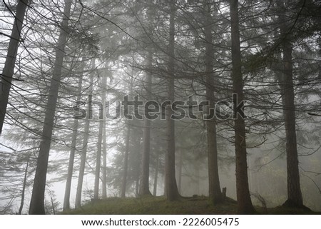 Foggy autumn morning in the forest