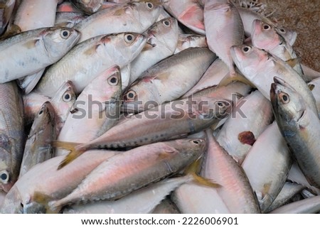 Banten, Indonesia - Nov 2022: Mackerel fish is a small pelagic fish that has medium economic value, this photo was taken in the morning at one of the traditional markets in Indonesia