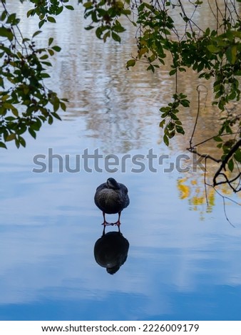 Autumn leaves and ducks reflected on the surface of the pond