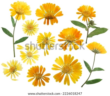 Pressed and dried delicate flower of calendula officinalis, marigold. Isolated on white background. For use in scrapbooking, floristry or herbarium. Royalty-Free Stock Photo #2226018247